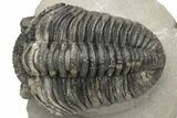 Large Phacopid (Drotops) Trilobite - Multi-Toned Shell Color #235806-3